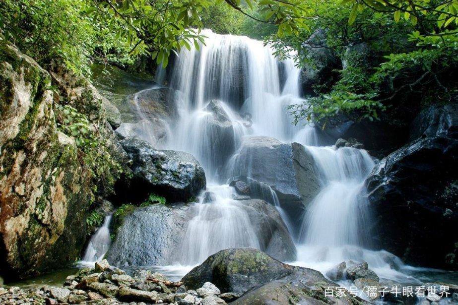《一方灵田》霸王树种植方法
